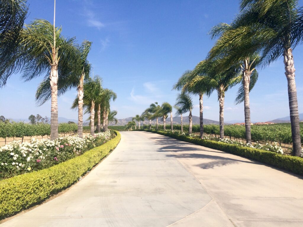 Line of palm trees in California
