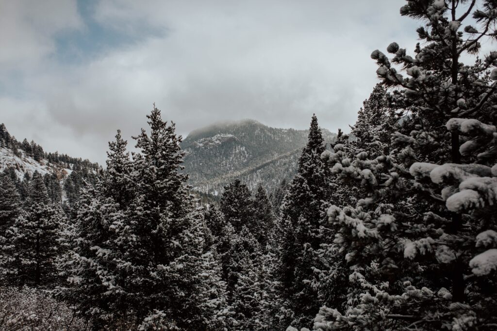 Winter landscape