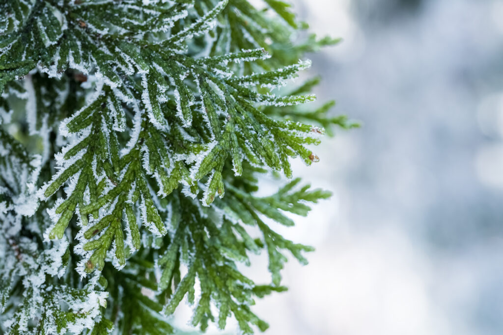 snow covered tree