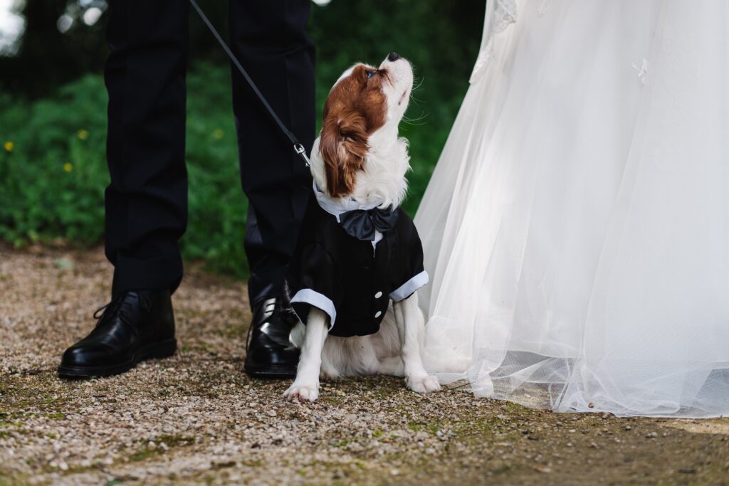 Dog wearing suit at wedding